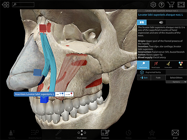 Bringing Anatomy Labs to Life with 3D: An Interview with Lab