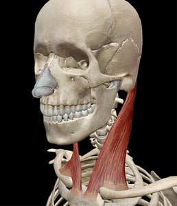 Learn Muscle Anatomy: Sternocleidomastoid
