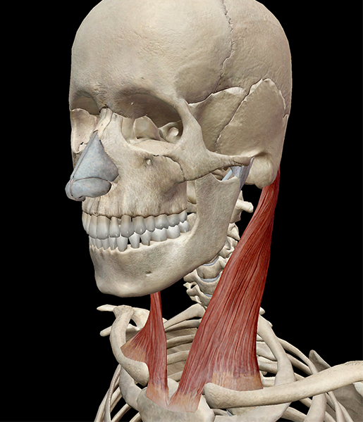 Muscle-head-neck-sternocleidomastoid