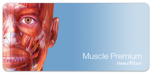 Muscles_6_Banner.png