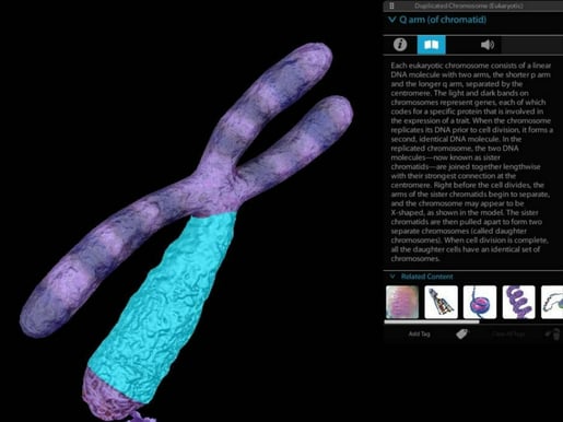 duplicated chromosome