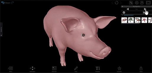 Pig-Model-Digestive-600px