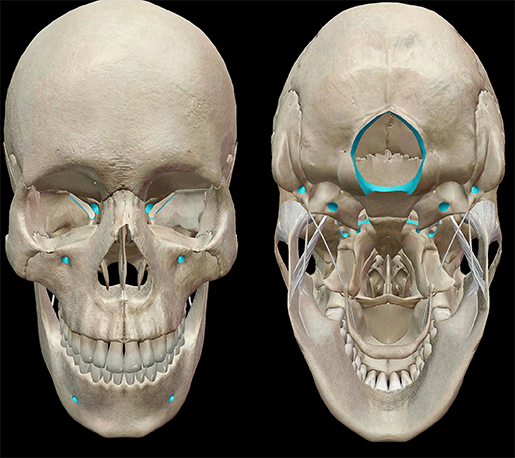 Skull bones and features 1