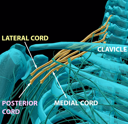 spinal-nerves-brachial-plexus-cords-3