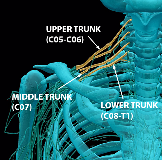 spinal-nerves-brachial-plexus-trunks-1