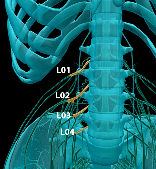 spinal-nerves-lumbar-plexus-1