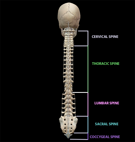 spinal-nerves-spine-sections