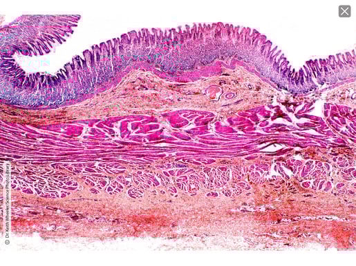 Stomach Wall Layers_40.7 Slide 1