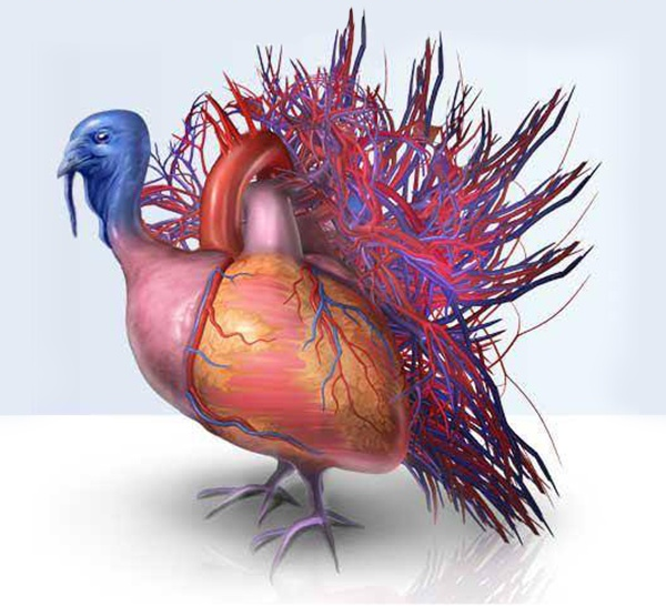 Thanksgiving-VB-Heart-Turkey