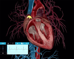 Teaching Vital Signs with Visible Body Suite