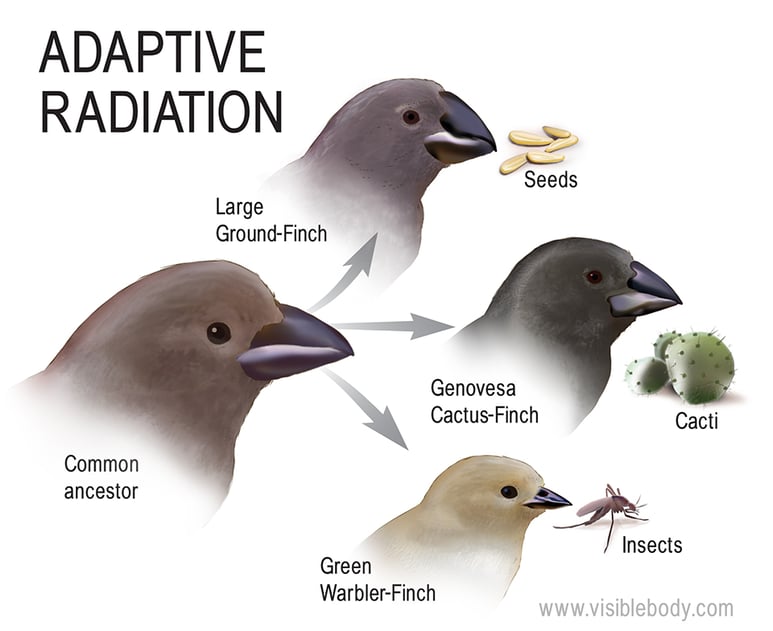 Darwin s finches keep evolving