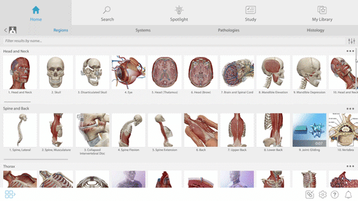 anatomy-section