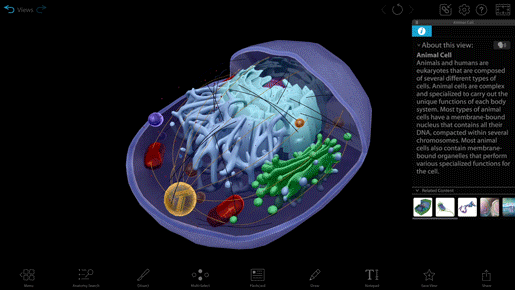 Teaching Cell Types: Differentiated Instruction with Visible Body