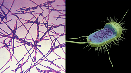 anthrax + bacterial cell model