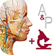 Learn more about the Anatomy & Physiology App