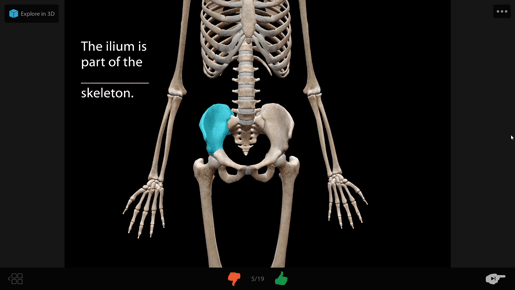 appendicular-skeleton-flashcard-gif