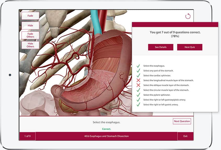 Learn Anatomy And Physiology Online | human anatomy course