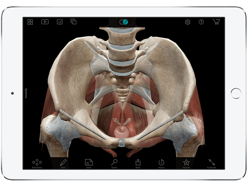 Human Anatomy Atlas - Visual 3D gross and micro anatomy atlas