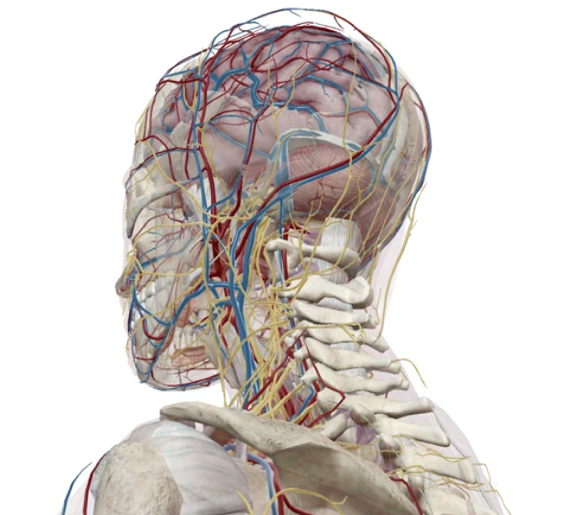 Anterior 3D view of muscles, blood vessels, and nerves inside the head