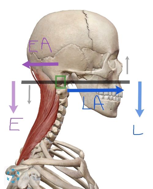 atlanto-occipital-joint-first-class-lever-resized-3