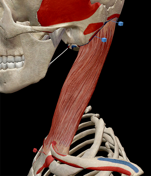 attachment-muscle-sternocleidomastoid