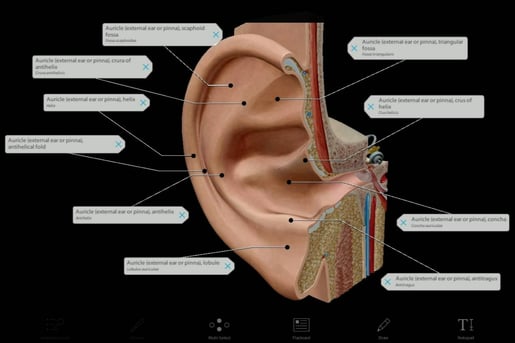 Stapes – Functions, Location, Anatomy, & Diagram