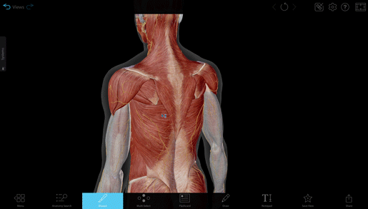 back-dissect-muscle