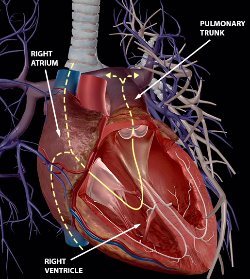 What's Blood Got To Do With It? Blood Vessel Basics