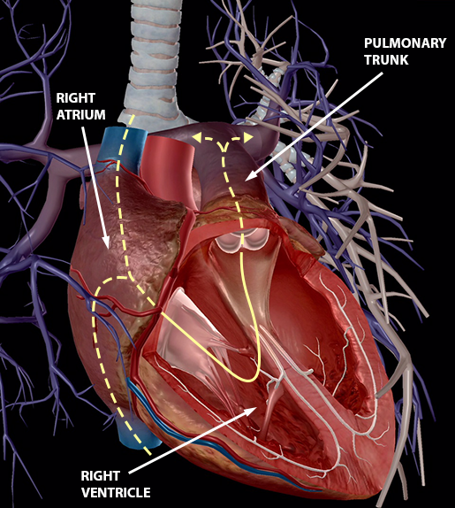 blood-vessels-pulmonary-veins-right-cricuit-new