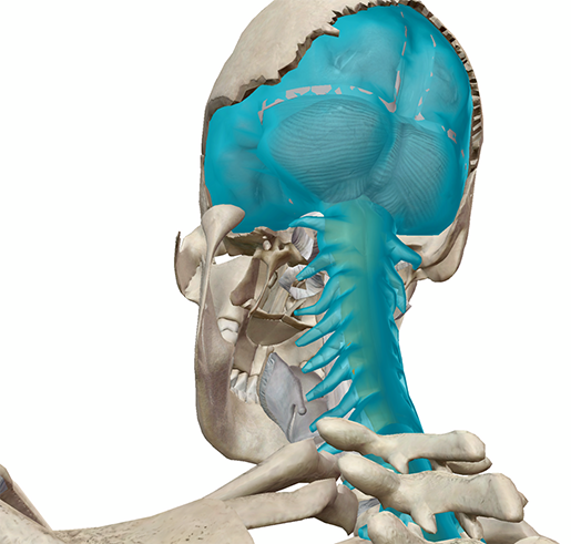 brain-2