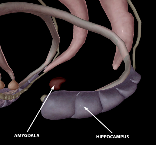 brain-amygdala-hippocampus-2