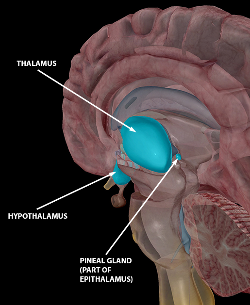 brain-diencephalon-hypothalamus-thalamus-epithalamus