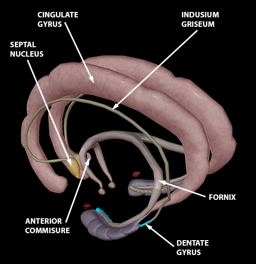 A Lot on Our Minds Part 2: Digging Deeper