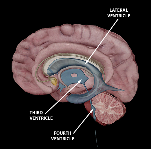 brain-ventricles-update