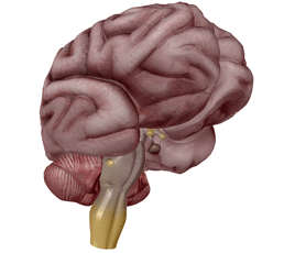Sensory Mysteries Part 2: Synesthesia
