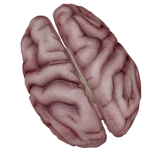brain4