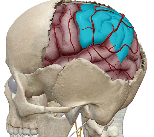 brain8