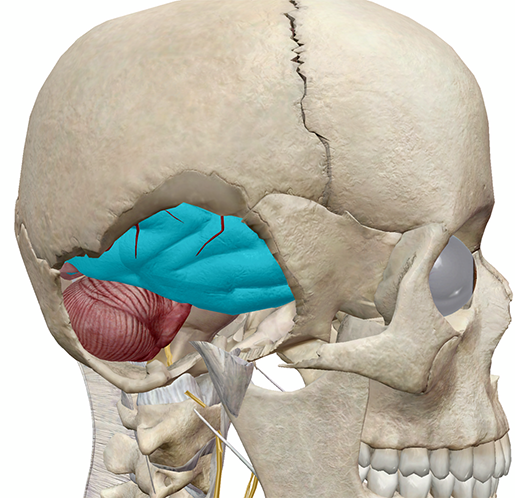 brain9
