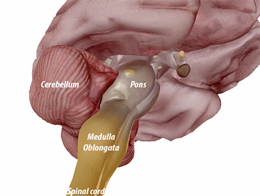 brainstem