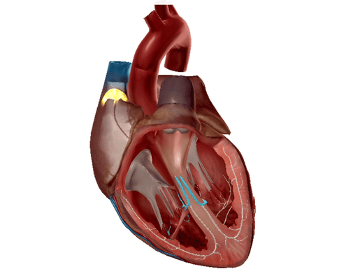 It's Electric!: The Cardiac Conduction System