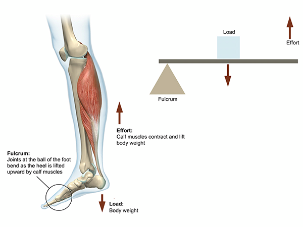 calf-second-class-lever-illustration