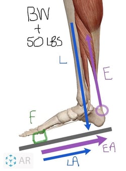 calf-second-class-lever-resized-2