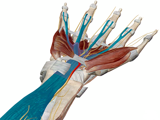 Into The Carpal Tunnel: Anatomy & Pathology of Carpal Tunnel Syndrome