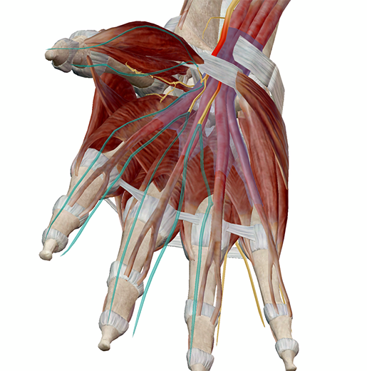 carpal
