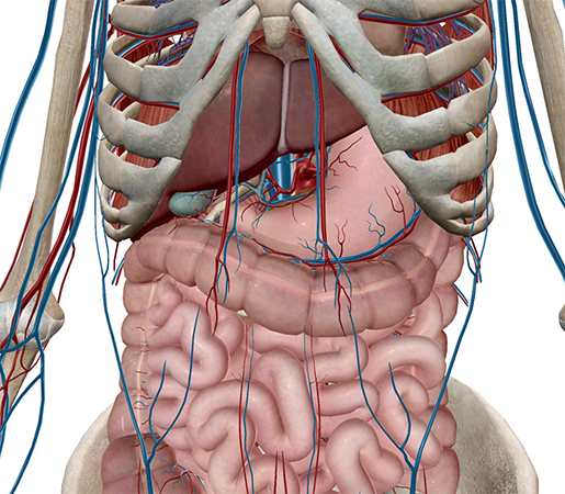 Anatomy and Physiology: Anatomical Planes and Cavities