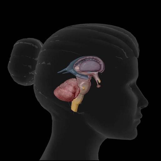 cerebellum view with glass body