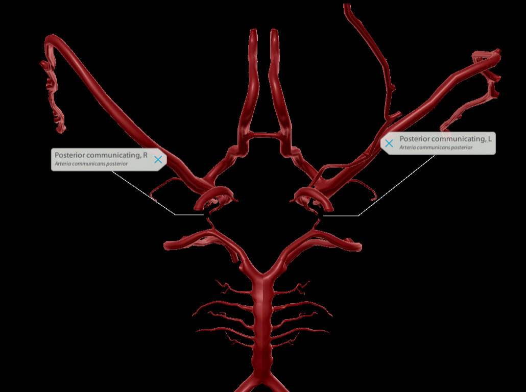 circle-of-willis-gif