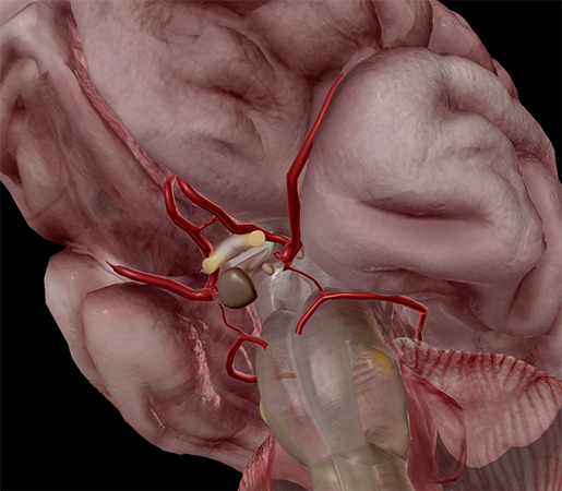 circlewillis