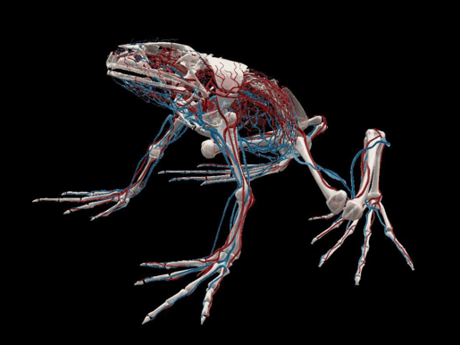 circulatory frog