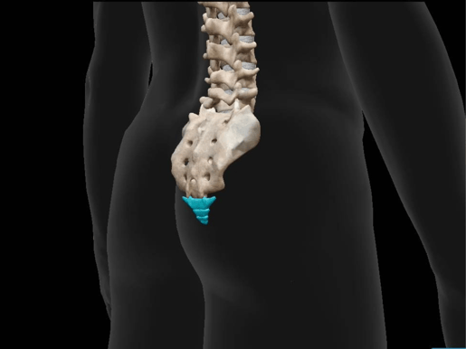 coccyx